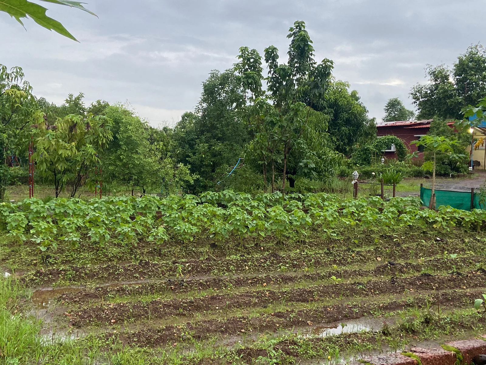 Cultivated farm beds surrounded by trees
